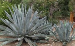American Agave (Century Plant) - 3 Gallon Pot -Plant Shop agave americana centrury plant 6