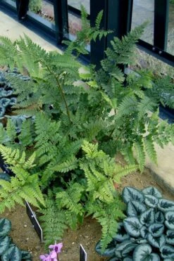 Shiny Bristle Fern - 6 Pack Of 1 Gallon Pots 11 Shiny Bristle Fern - 6 Pack Of 1 Gallon Pots -Plant Shop arachnoides davalliaeformis shiny bristle fern 4