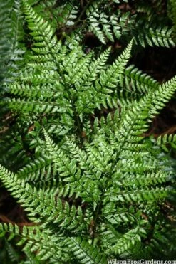 Shiny Bristle Fern - 1 Gallon Pot