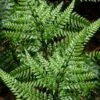 Shiny Bristle Fern - 6 Pack Of 1 Gallon Pots 1 Shiny Bristle Fern - 6 Pack Of 1 Gallon Pots -Plant Shop arachnoides davalliaeformis shiny bristle fern 5