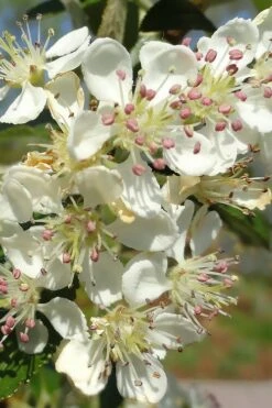 Brilliantissima Aronia (Red Chokeberry) - 3 Gallon Pot -Plant Shop aronia arbutifolia brilliantissima red chokeberry 5