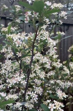 Brilliantissima Aronia (Red Chokeberry) - 3 Gallon Pot -Plant Shop aronia arbutifolia brilliantissima red chokeberry 8