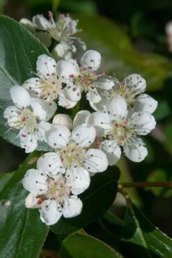 Red Chokeberry (Aronia Arbutifolia) - 3 Gallon Pot -Plant Shop aronia arbutifolia red chokeberry 1 2