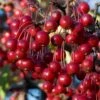 Red Chokeberry (Aronia Arbutifolia) - 1 Gallon Pot 2 Red Chokeberry (Aronia Arbutifolia) - 1 Gallon Pot -Plant Shop aronia arbutifolia red chokeberry 2 1