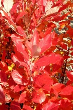 Red Chokeberry (Aronia Arbutifolia) - 3 Pack Of 1.5 Quart Pots -Plant Shop aronia arbutifolia red chokeberry 3