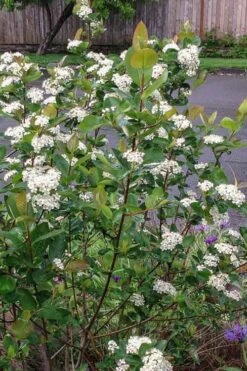 Red Chokeberry (Aronia Arbutifolia) - 3 Pack Of 1.5 Quart Pots -Plant Shop aronia arbutifolia red chokeberry 4