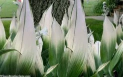 Snowcap Cast Iron Plant (Aspidistra Elatior 'Snowcap') - 3 Gallon Pot -Plant Shop aspidistra elatior snow cap cast iron plant 2