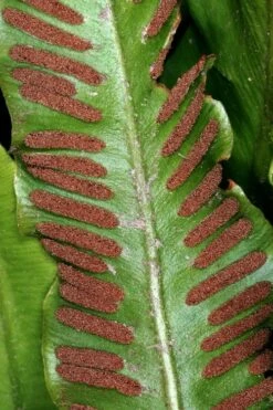 Hart's Tongue Fern (Asplenium Scolopendrium) - 1 Gallon Pot -Plant Shop asplenium scolopendrium harts tongue fern 2