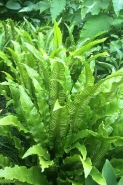 Hart's Tongue Fern (Asplenium Scolopendrium) - 1 Gallon Pot -Plant Shop asplenium scolopendrium harts tongue fern 3