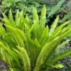 Hart's Tongue Fern (Asplenium Scolopendrium) - 1 Gallon Pot -Plant Shop asplenium scolopendrium harts tongue fern 8