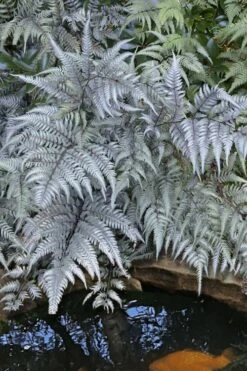 Japanese Painted Fern - 5 Pack Of Quart Pots -Plant Shop athyrium niponicum pictum japanese painted fern 101