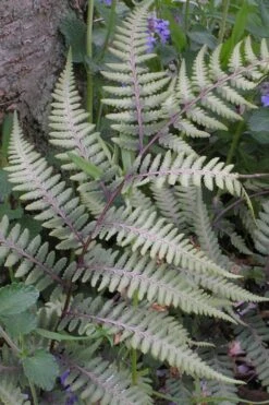 Japanese Painted Fern - 5 Pack Of Quart Pots -Plant Shop athyrium niponicum pictum japanese painted fern 103