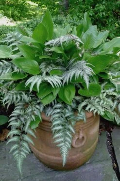 Japanese Painted Fern - 10 Count Flat Of Quart Pots -Plant Shop athyrium niponicum pictum japanese painted fern 104 1