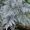 Japanese Painted Fern - 5 Pack Of Quart Pots -Plant Shop athyrium niponicum pictum japanese painted fern 105