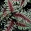 Regal Red Japanese Painted Fern - 1 Gallon Pot -Plant Shop athyrium pictum regal red japanese painted fern 10 2