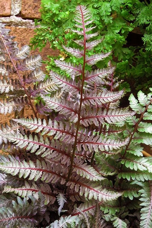 Regal Red Japanese Painted Fern - 1 Gallon Pot 6 Regal Red Japanese Painted Fern - 1 Gallon Pot - Image 4