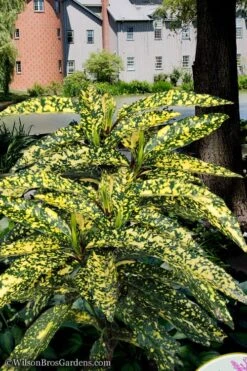 Hosoba Hoshifu Variegated Aucuba (Japanese Laurel) - 3 Gallon Pot -Plant Shop aucuba hosoba hoshifu11