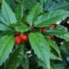 Sawtoothed Aucuba Serratifolia - 6 Pack Of 1 Gallon Pots -Plant Shop aucuba japonica serratifolia sawtoothed japanese laurel 20