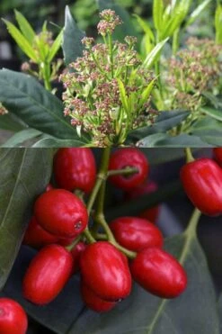 Sawtoothed Aucuba Serratifolia - 6 Pack Of 1 Gallon Pots -Plant Shop aucuba japonica serratifolia sawtoothed japanese laurel 21