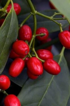 Sawtoothed Aucuba Serratifolia - 6 Pack Of 1 Gallon Pots -Plant Shop aucuba japonica serratifolia sawtoothed japanese laurel 23