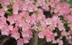 Amy Azalea - 6 Pack Of 1 Gallon Pots -Plant Shop azalea amy 8