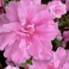 Hallie Azalea (Aromi Hybrid) - 1 Gallon Pot -Plant Shop azalea hallie 3