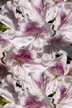 Joga Satsuki Azalea - 3 Gallon Pot -Plant Shop azalea joga 6