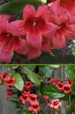 Shalimar Red Crossvine - Bignonia Capreolata - 2 Gallon Pot 13 Shalimar Red Crossvine - Bignonia Capreolata - 2 Gallon Pot -Plant Shop bignonia shalimar red crossvine 500x750 3