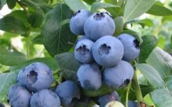 Alapaha Rabbiteye Blueberry - 7 Gallon Pot -Plant Shop blueberry alapaha 1