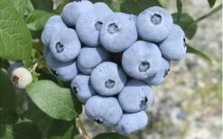 Northern Highbush Blueberry (Vaccinum Corymbosum) - 1 Gallon Pot -Plant Shop blueberry northern20highbush 3 800x500 1