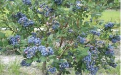 Northern Highbush Blueberry (Vaccinum Corymbosum) - 1 Gallon Pot -Plant Shop blueberry northern20highbush 800x500 1