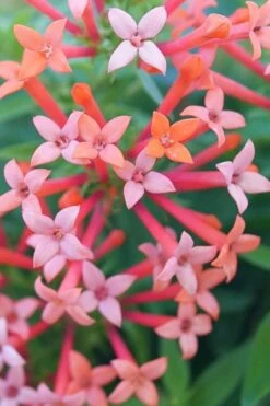 Estrellita Little Star Firecracker Bush (Bouvardia) - 3 Pack Of Quart Pots -Plant Shop bouvardia estrellita little star firecracker bush 1