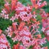 Estrellita Little Star Firecracker Bush (Bouvardia) - 3 Pack Of Quart Pots -Plant Shop bouvardia estrellita little star firecracker bush 3