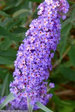 Nanho Blue Butterfly Bush - Buddleia - 3 Gallon Pot -Plant Shop buddleia davidii nanho blue butterfly bush 2 1