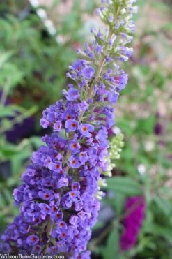 Nanho Blue Butterfly Bush - Buddleia - 3 Gallon Pot -Plant Shop buddleia davidii nanho blue butterfly bush 3 1