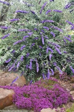 Nanho Blue Butterfly Bush - Buddleia - 3 Gallon Pot -Plant Shop buddleia davidii nanho blue butterfly bush 6 1