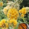 Honeycomb Yellow Butterfly Bush - 1 Gallon Pot 1 Honeycomb Yellow Butterfly Bush - 1 Gallon Pot -Plant Shop buddleia weyeriana honeycomb yellow butterfly bush 101