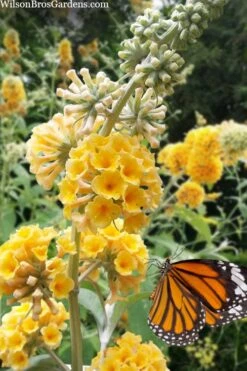 Honeycomb Yellow Butterfly Bush - 1 Gallon Pot