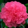 Anticipation Camellia - 1 Gallon Pot -Plant Shop camellia anticipation 2