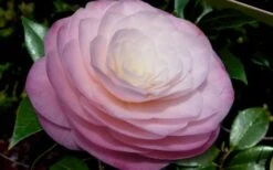 Ella Ward Parsons Camellia - 3 Gallon Pot -Plant Shop camellia ella ward parsons 2