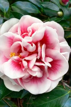 Irrational Exuberance Camellia Japonica - 3 Gallon Pot -Plant Shop camellia irrational exuberance 3
