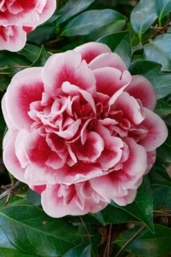 Irrational Exuberance Camellia Japonica - 3 Gallon Pot -Plant Shop camellia irrational exuberance 7