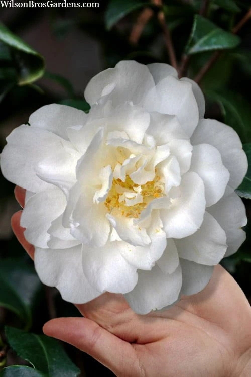 Mrs. Bertha Camellia - 3 Gallon Pot 3 Mrs. Bertha Camellia - 3 Gallon Pot