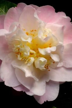 Nina Avery Camellia - 3 Gallon Pot 12 Nina Avery Camellia - 3 Gallon Pot -Plant Shop camellia nina avery 3