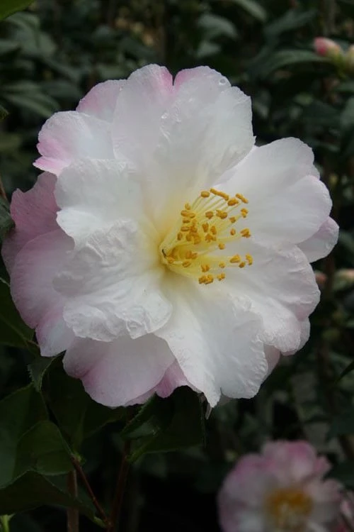 Nina Avery Camellia - 3 Gallon Pot 8 Nina Avery Camellia - 3 Gallon Pot - Image 6