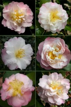 Nina Avery Camellia - 3 Gallon Pot 11 Nina Avery Camellia - 3 Gallon Pot -Plant Shop camellia nina avery 6