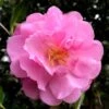Our Linda Camellia - 3 Gallon Pot 2 Our Linda Camellia - 3 Gallon Pot -Plant Shop camellia our linda 5