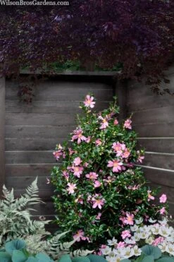 Slim 'N Trim Camellia - 7 Gallon Pot -Plant Shop camellia slim n trim 103