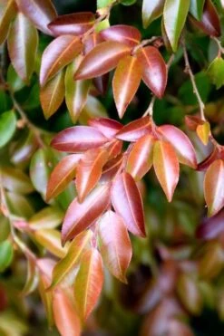 Mount Noko Camellia (Camellia Transnokoensis) - 3 Gallon Pot 18 Mount Noko Camellia (Camellia Transnokoensis) - 3 Gallon Pot -Plant Shop camellia transnokoensis 10