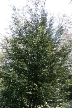 Mount Noko Camellia (Camellia Transnokoensis) - 3 Gallon Pot 16 Mount Noko Camellia (Camellia Transnokoensis) - 3 Gallon Pot -Plant Shop camellia transnokoensis 13